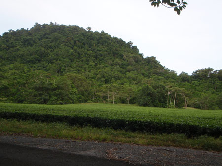 images_264