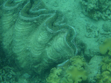images_270
