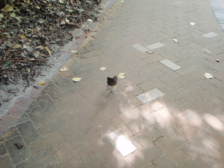 images_299