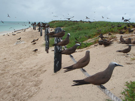 images_462