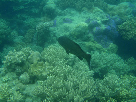 images_470