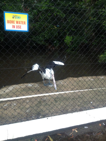images_499
