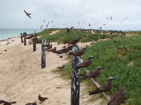 images_515