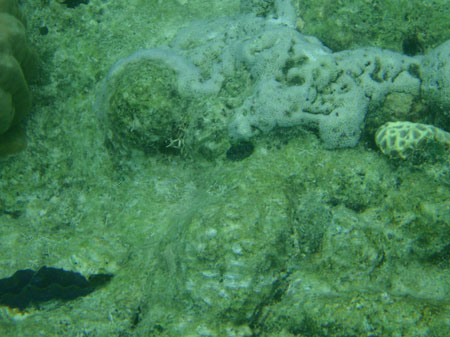 images_584