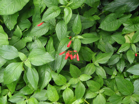 images_747