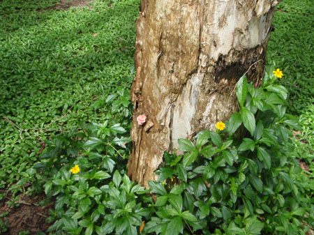 images_990