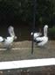 images_435