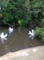 images_453