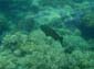 images_470