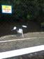 images_499