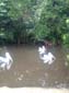 images_615