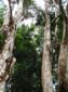 images_984