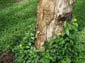 images_990